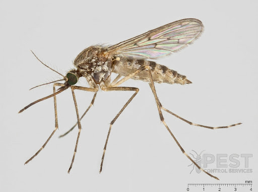 Control de mosquitos